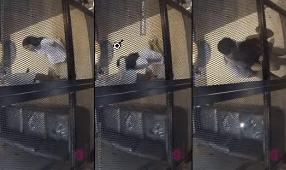 camara de seguridad graba a profesor de prepa cogiendo a una alumna